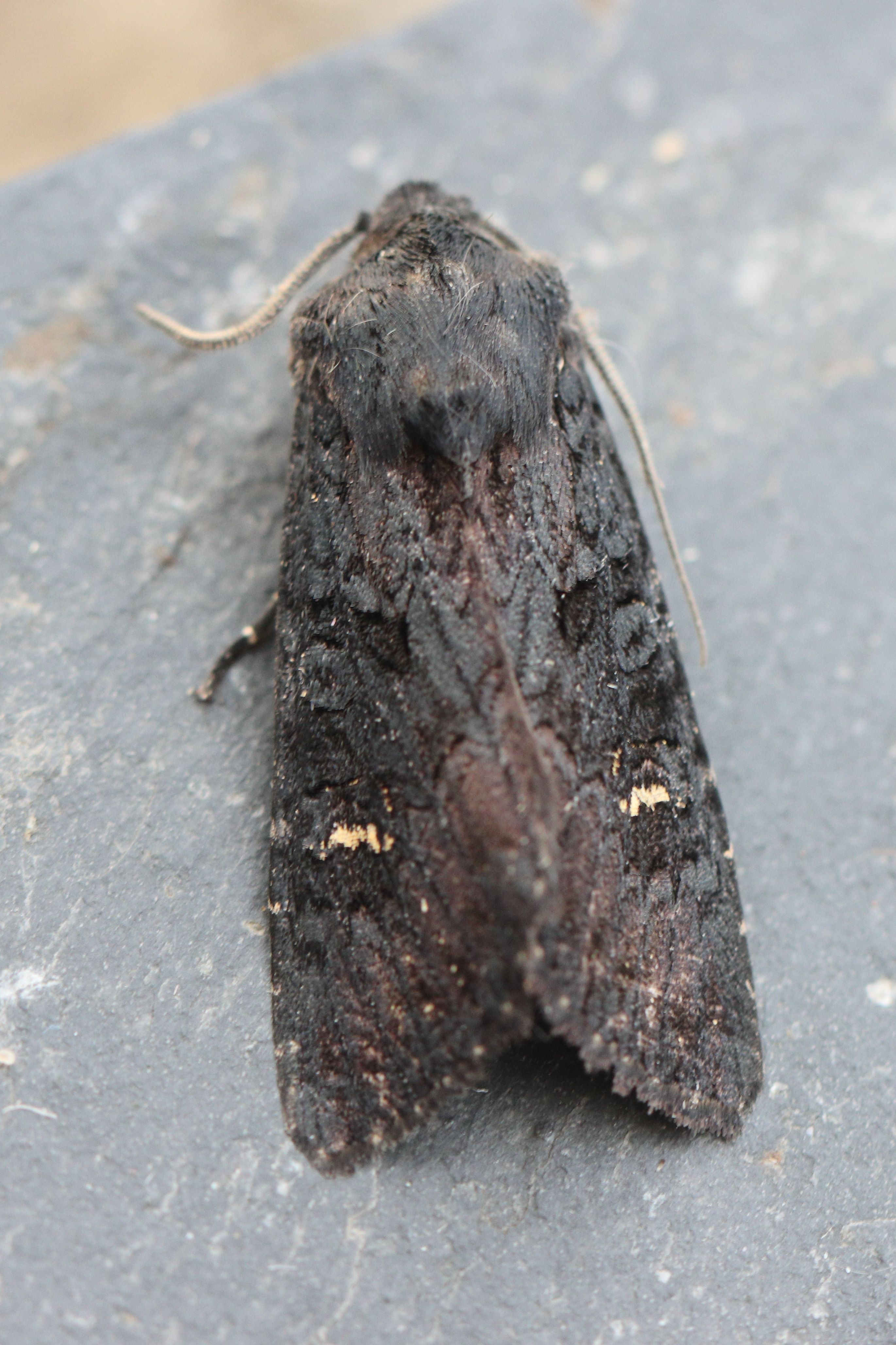 Photo of Black Rustic (Aporophyla nigra)